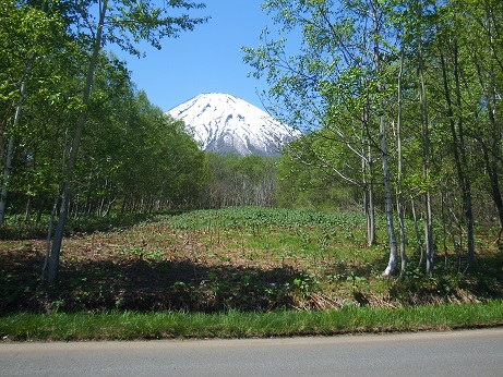 ニセコ不動産（土地）画像１