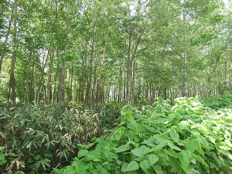 ニセコ不動産（土地）画像５