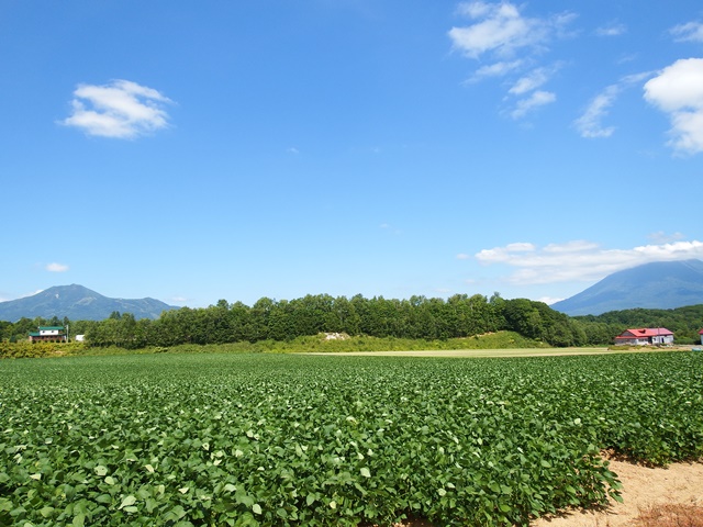 ニセコ不動産（土地）画像５５